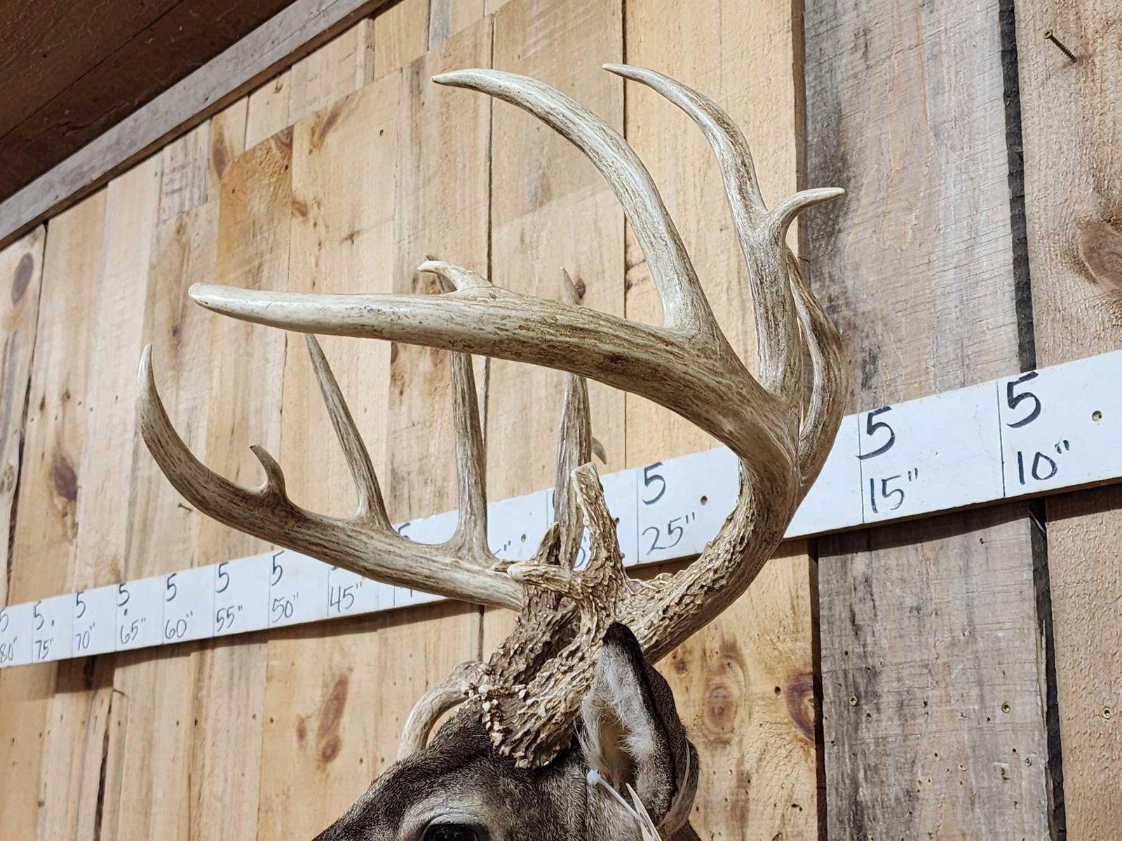 Gorgeous Wild Main Frame 6x6 Whitetail Shoulder Mount Taxidermy - 5