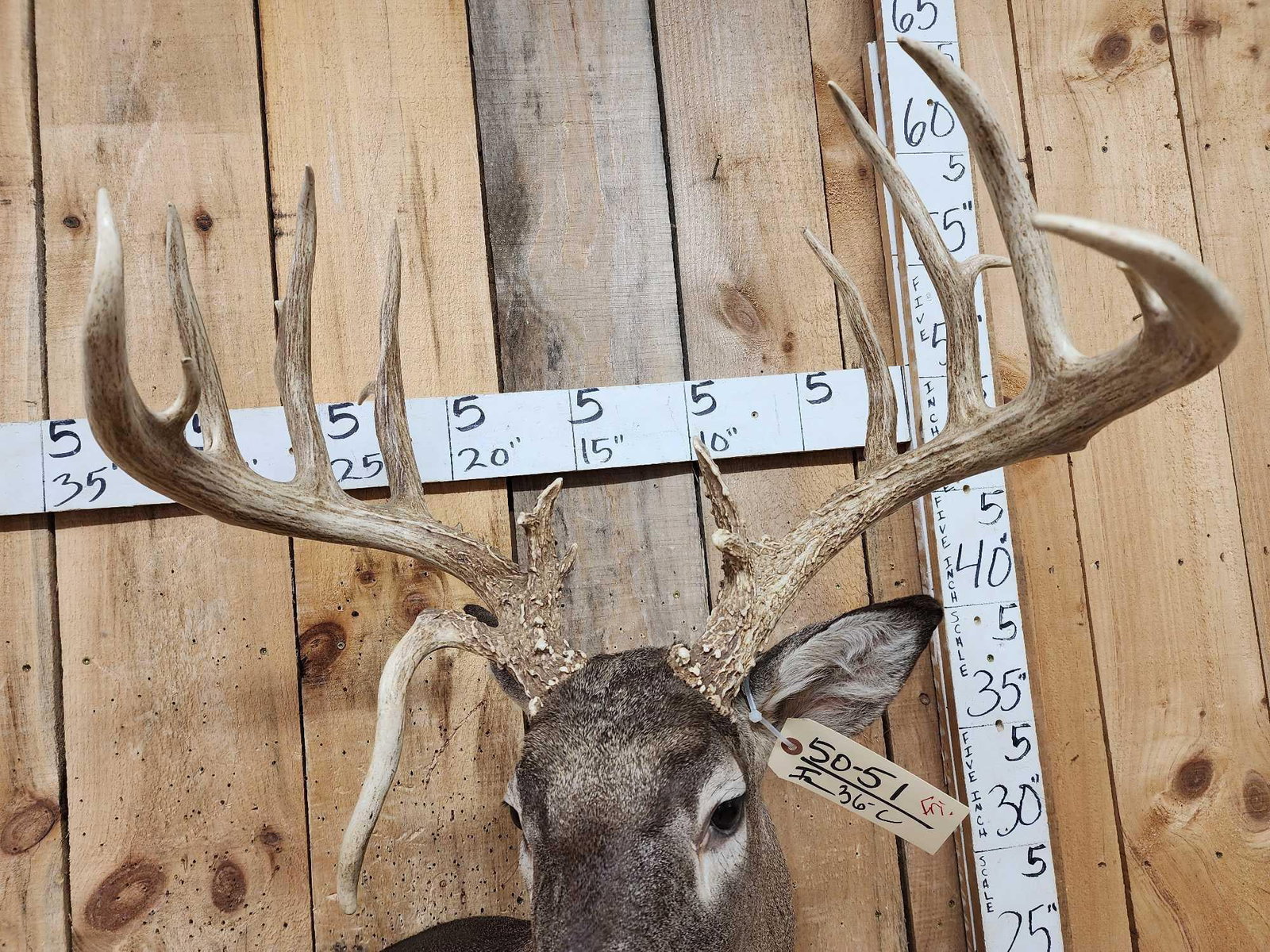 Gorgeous Wild Main Frame 6x6 Whitetail Shoulder Mount Taxidermy - 6
