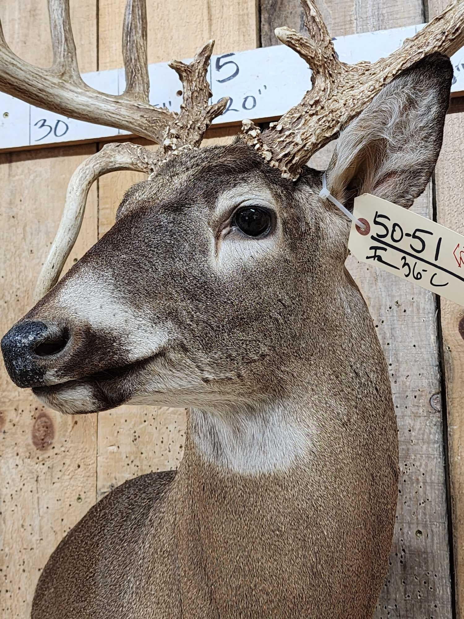 Gorgeous Wild Main Frame 6x6 Whitetail Shoulder Mount Taxidermy - 7