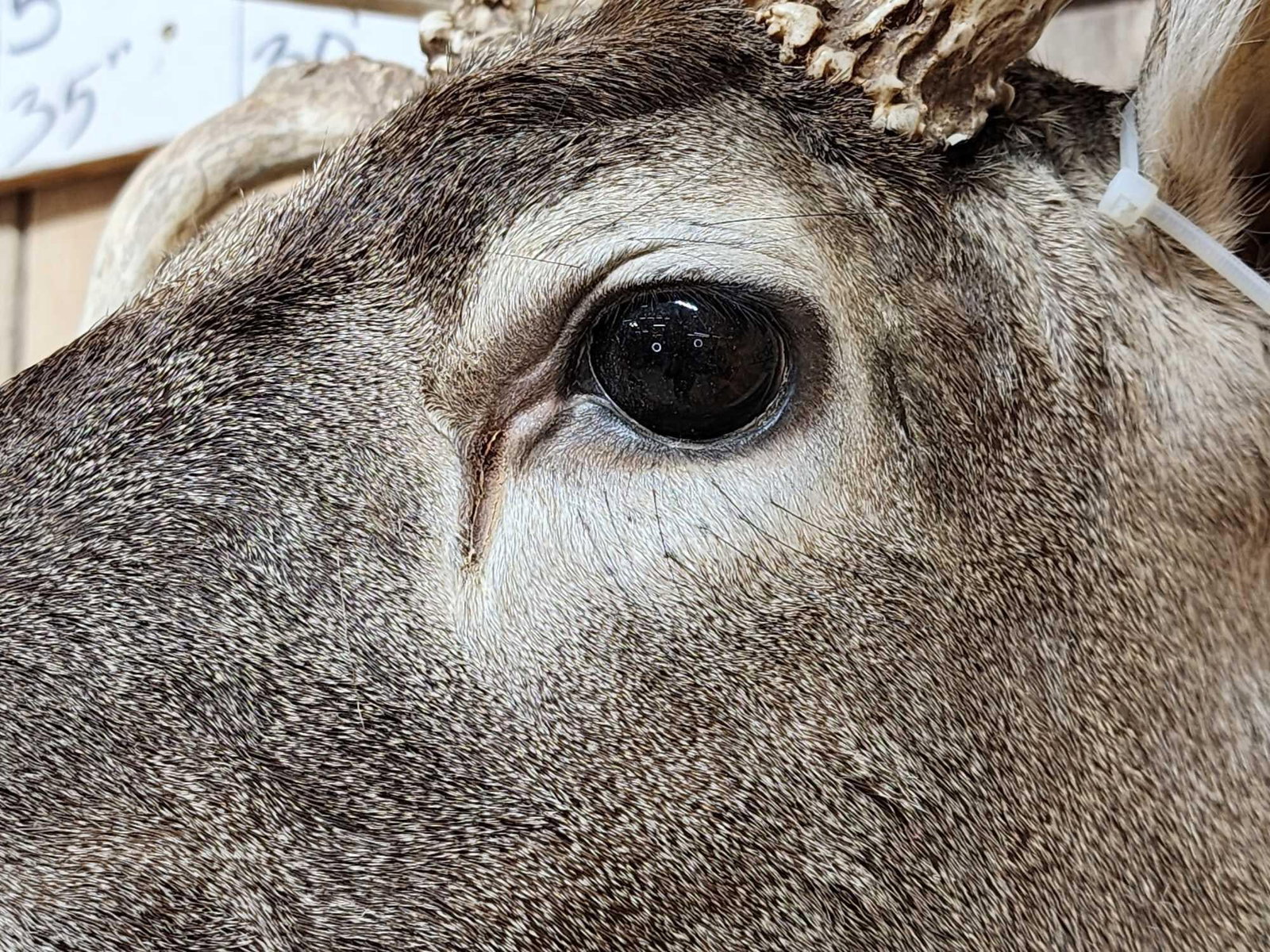 Gorgeous Wild Main Frame 6x6 Whitetail Shoulder Mount Taxidermy - 8