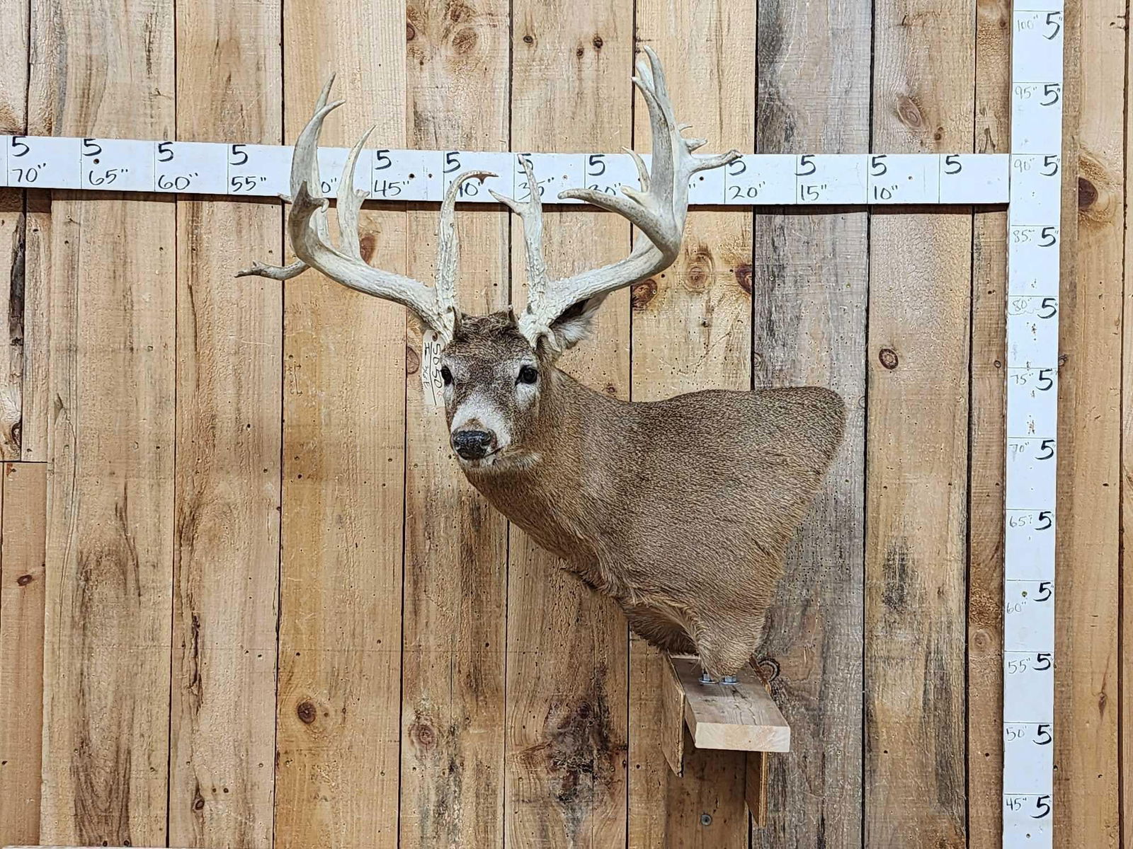 BIG Main Frame 5x5 Whitetail Cutaway Pedestal Taxidermy Mount (1 of 9)