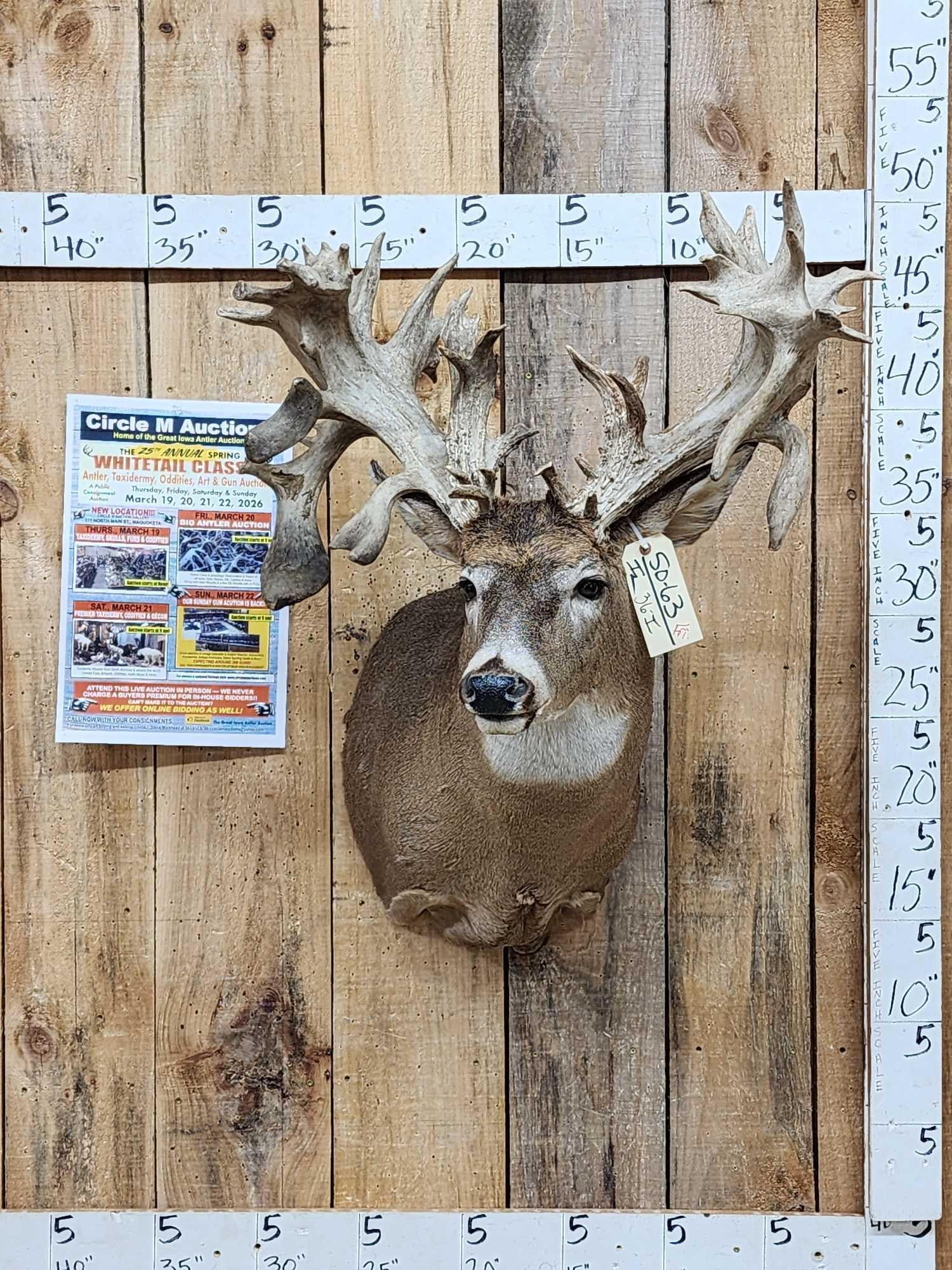 Monster 300 Class Whitetail Shoulder Mount Taxidermy (1 of 5)