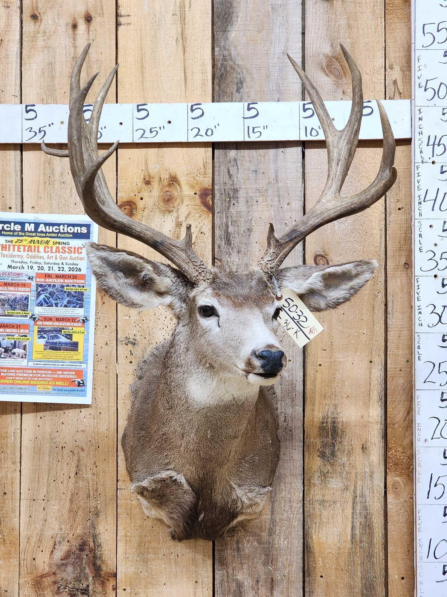 Main Frame 5x5 Mule Deer Shoulder Mount Taxidermy (1 of 5)