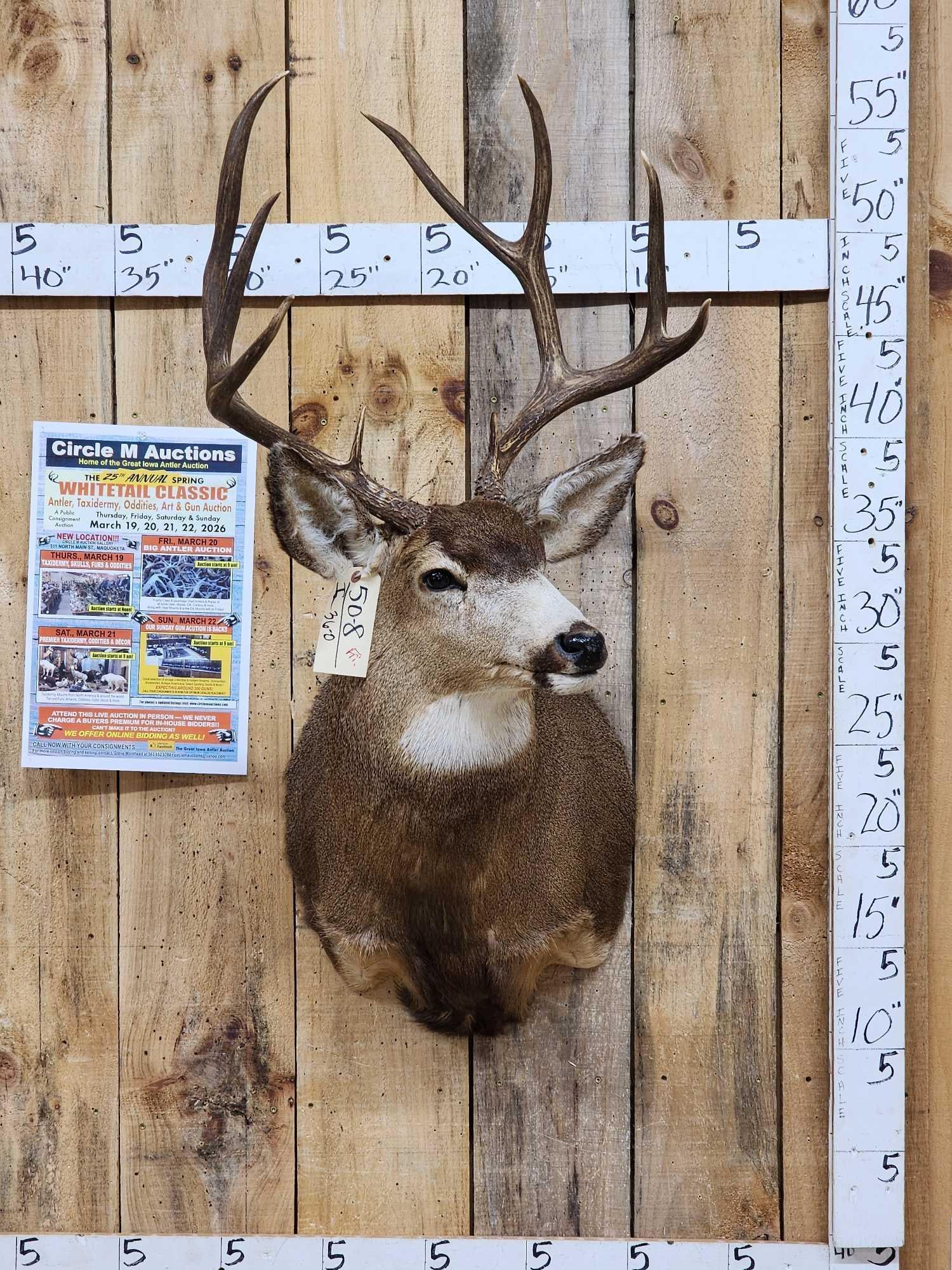 Nice 5x5 Mule Deer Shoulder Mount Taxidermy (1 of 4)