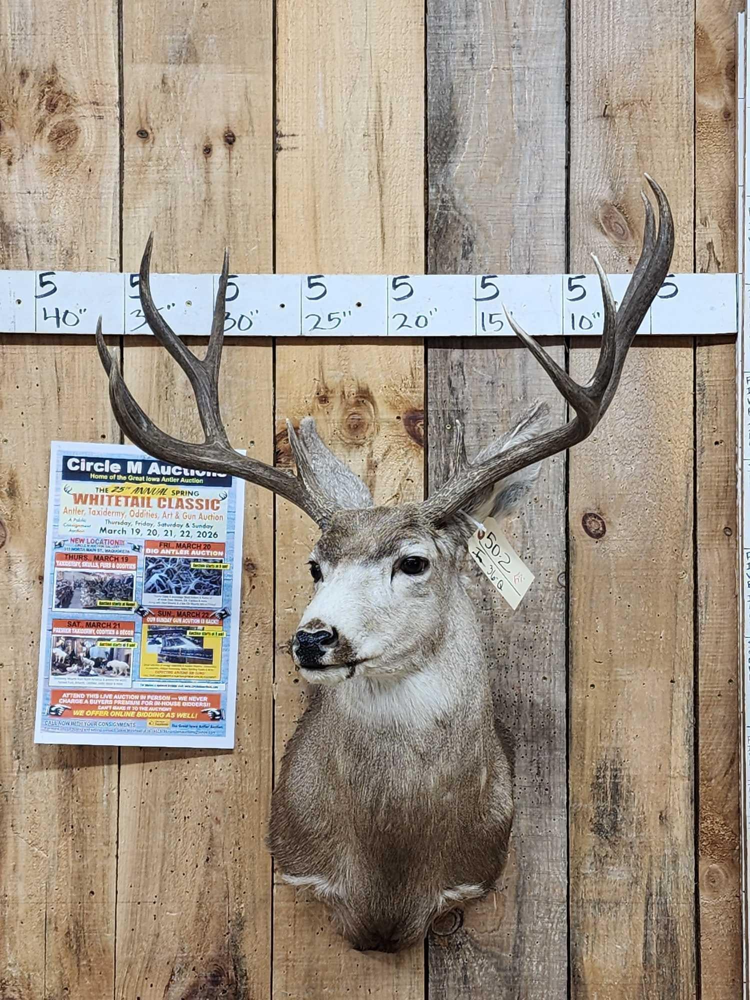 5x5 Mule Deer Shoulder Mount Taxidermy: 50.2 Nice clean mount great dark antler color possibly Canadian