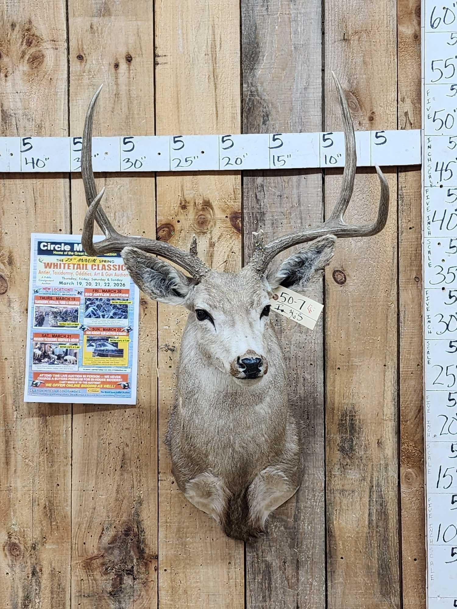 4x4 Mule Deer Shoulder Mount Taxidermy: 50.7 Solid vintage mount dated 1981 heavy beading