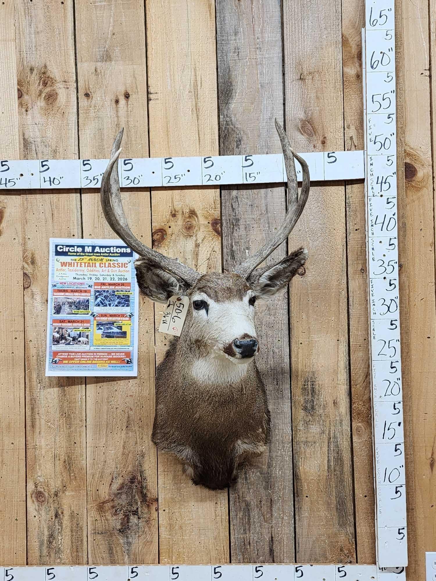 3x3 Mule Deer Shoulder Mount Taxidermy (1 of 3)