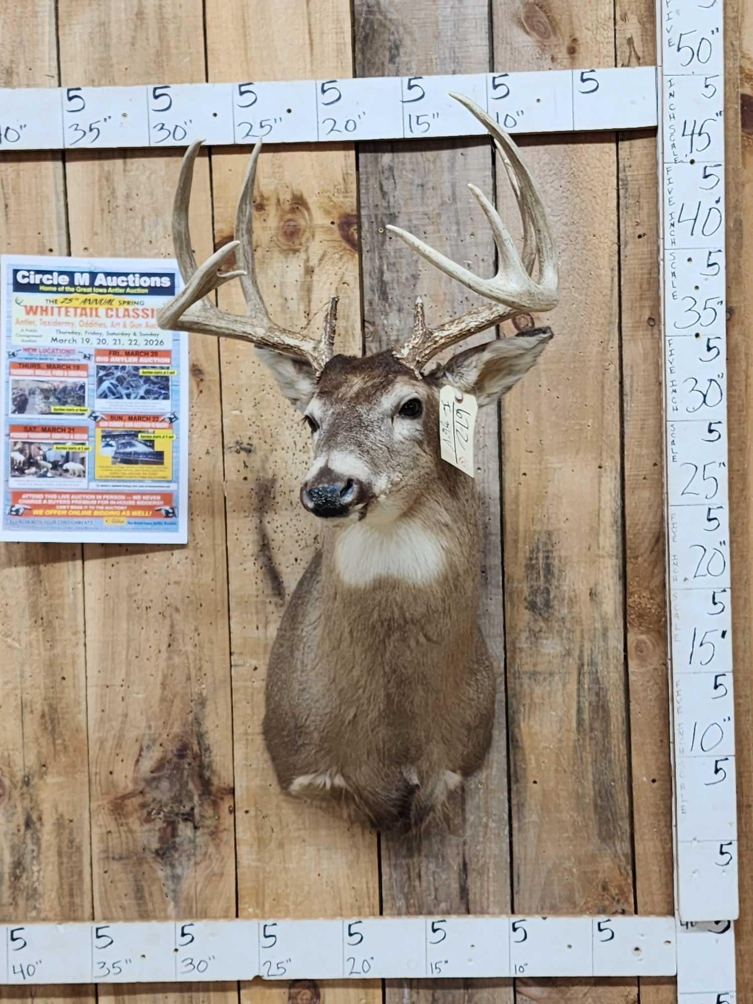 5x5 Whitetail Shoulder Mount Taxidermy (1 of 6)