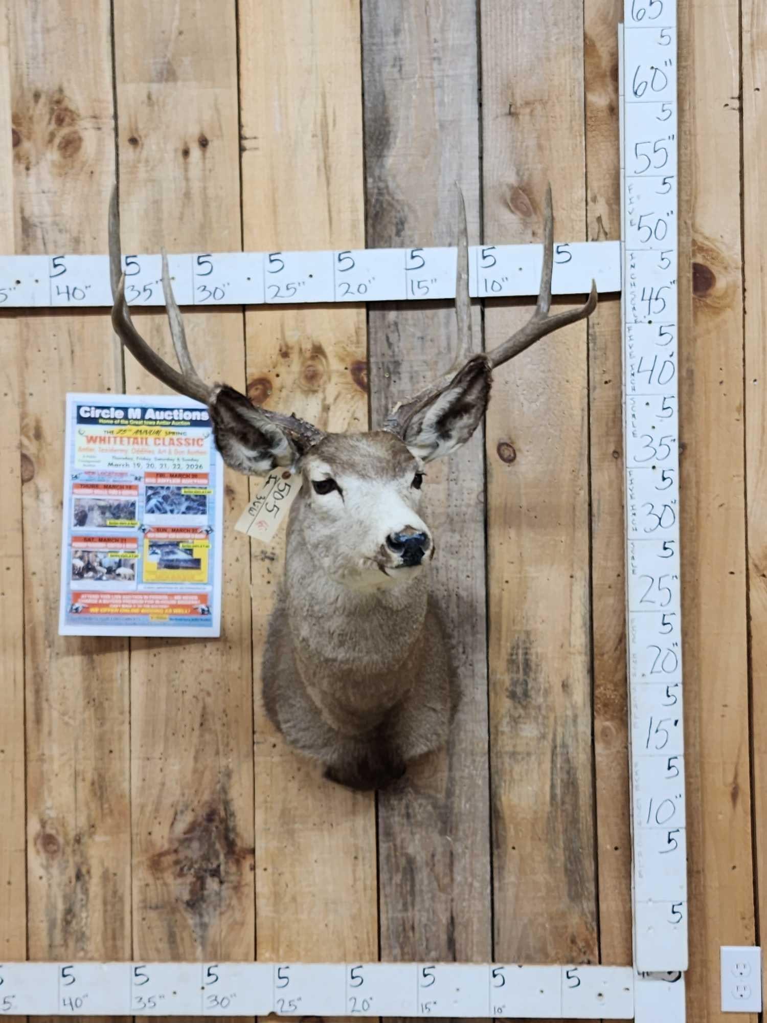 3x3 Mule Deer Shoulder Mount Taxidermy (1 of 4)