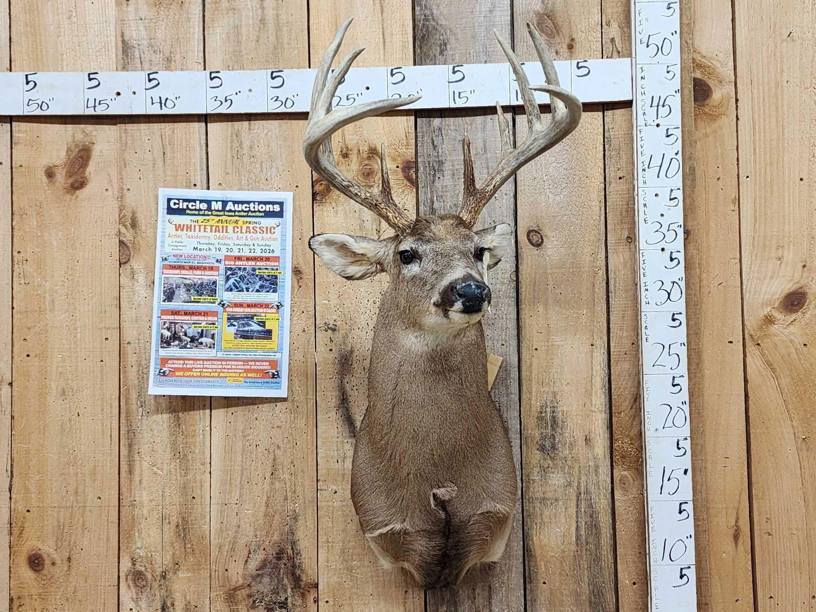 5x5 Whitetail Shoulder Mount Taxidermy (1 of 4)