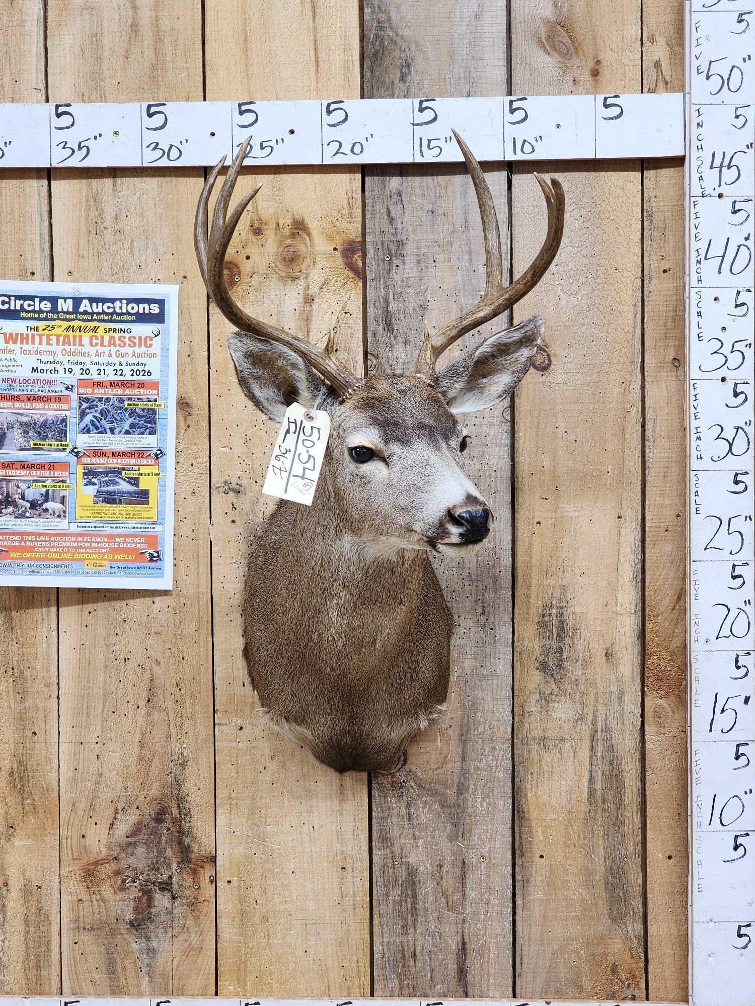 4x4 Columbian Blacktail Deer Shoulder Mount Taxidermy: 50.54 Nice clean mount hard to come by we MIGHT see one every 2 years or so