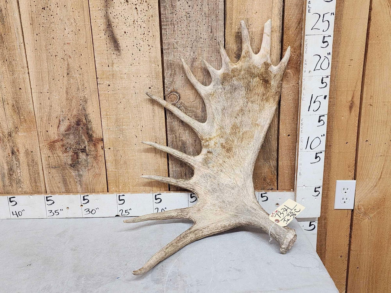 10.5 Lbs Moose Shed Antler (1 of 4)