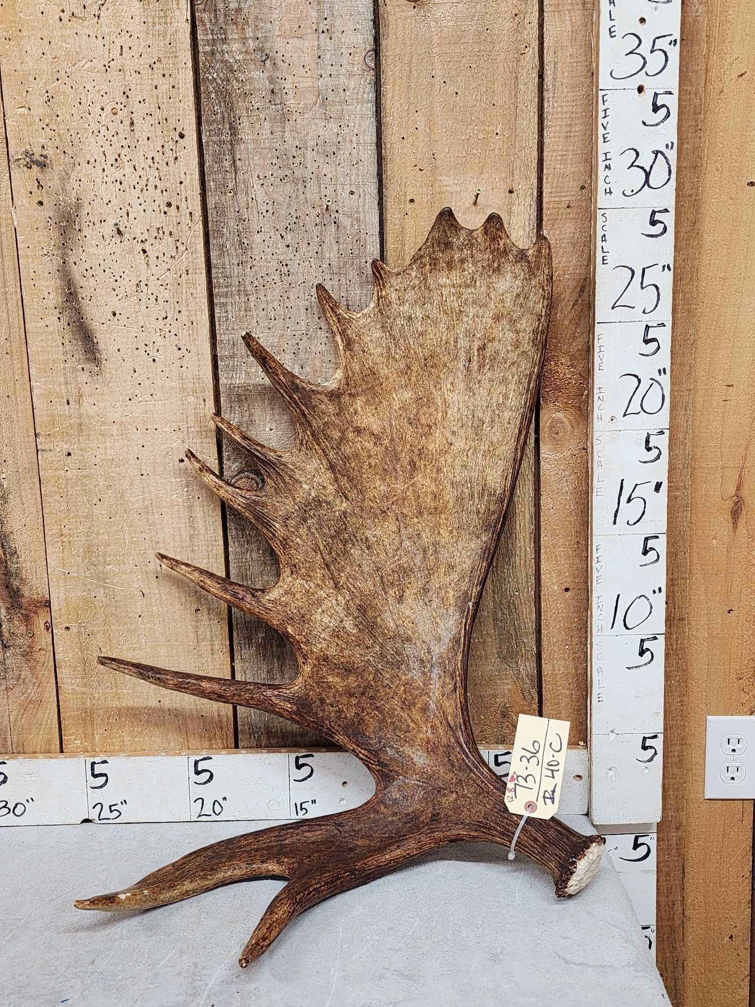 12.8 Lbs Moose Shed Antler (1 of 3)