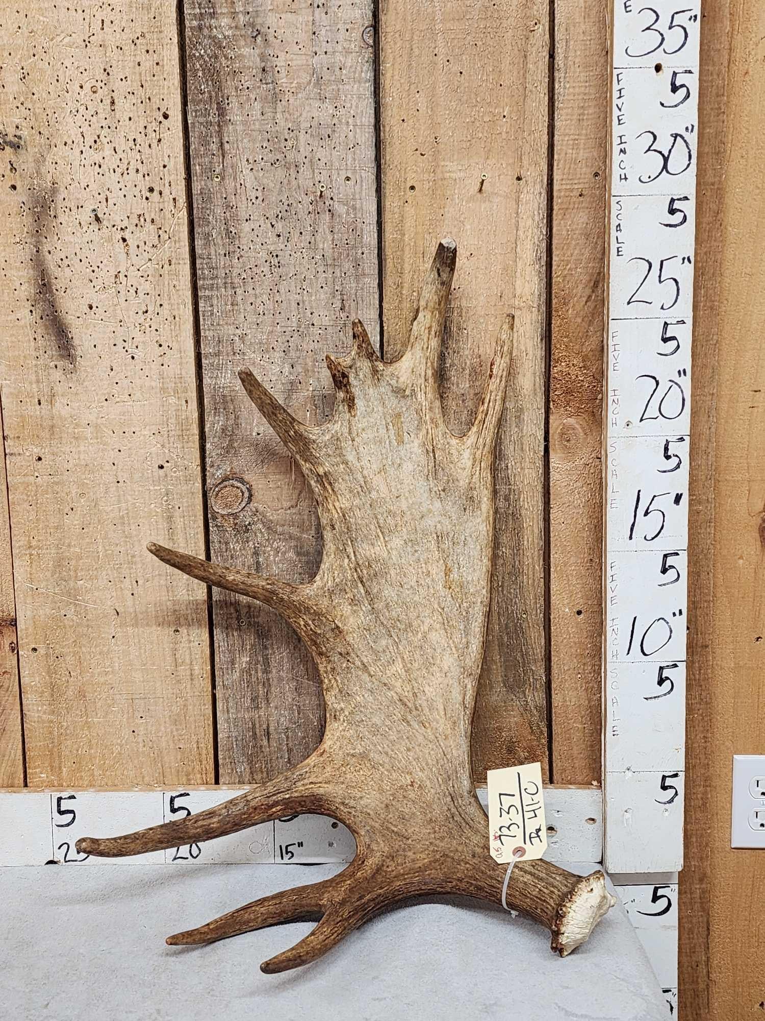 9.5 Lbs Moose Shed Antler (1 of 4)
