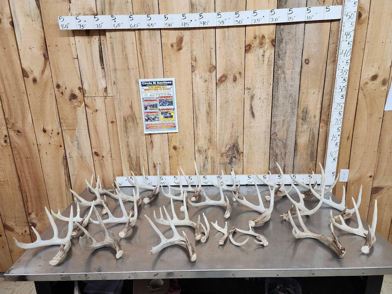 27.6 Lbs Of Grade A Whitetail Shed Antlers: 69.1 All right side sheds great color no chews premium antler 25 pcs