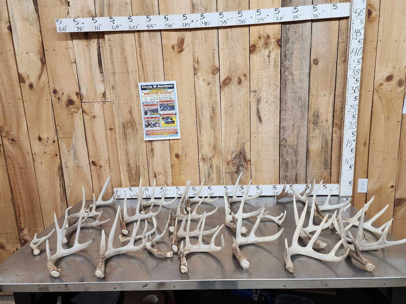 26.7 Lbs Of Nice Whitetail Shed Antlers: 69.2 All left side sheds great for crafts or anyler lighting great color all around ! 25 pcs
