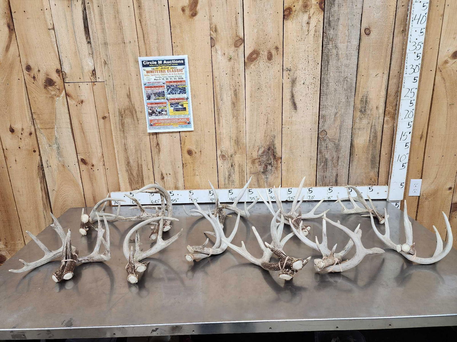23.5 Lbs Of Whitetail Shed Antlers Matching Sets (1 of 7)