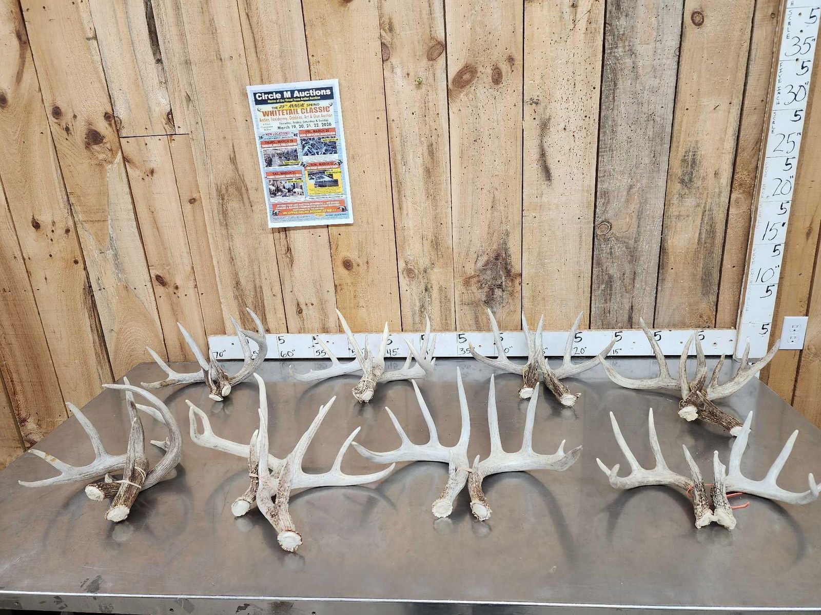 8 Matching Sets Of Wild Whitetail Shed Antlers: 69.4 Good color all around no chews