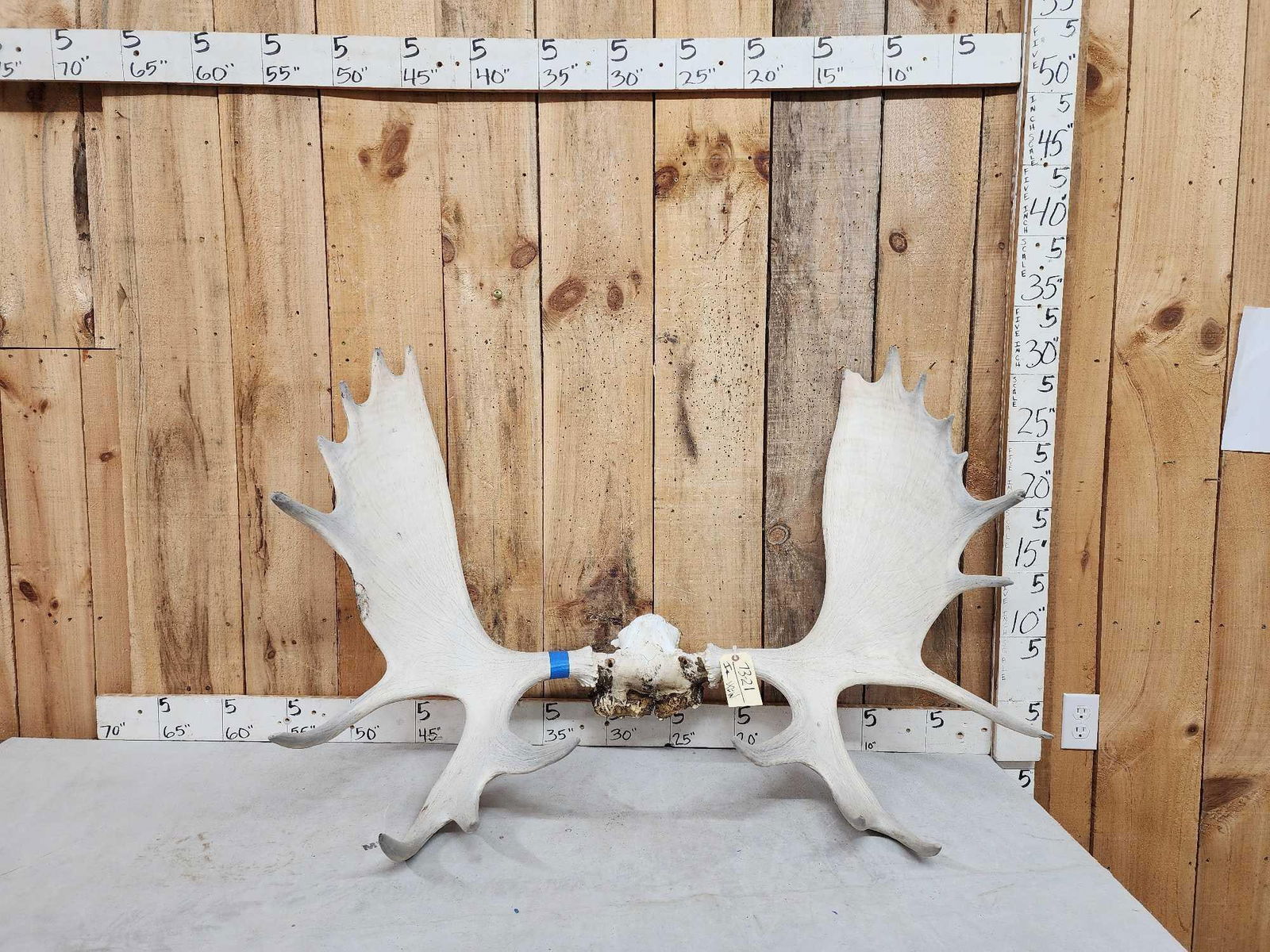 47" Wide Moose Antlers On Skull Plate (1 of 4)