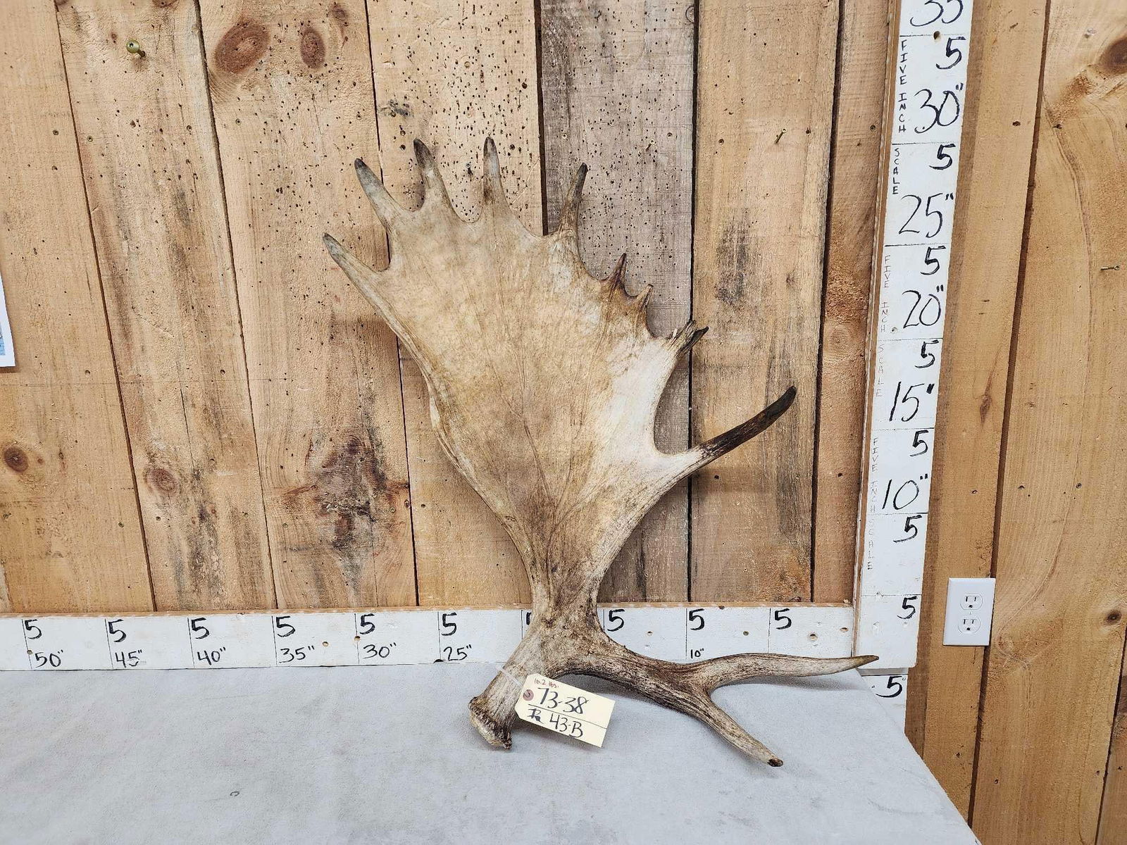 10.2 Lbs Moose Shed Antler (1 of 5)