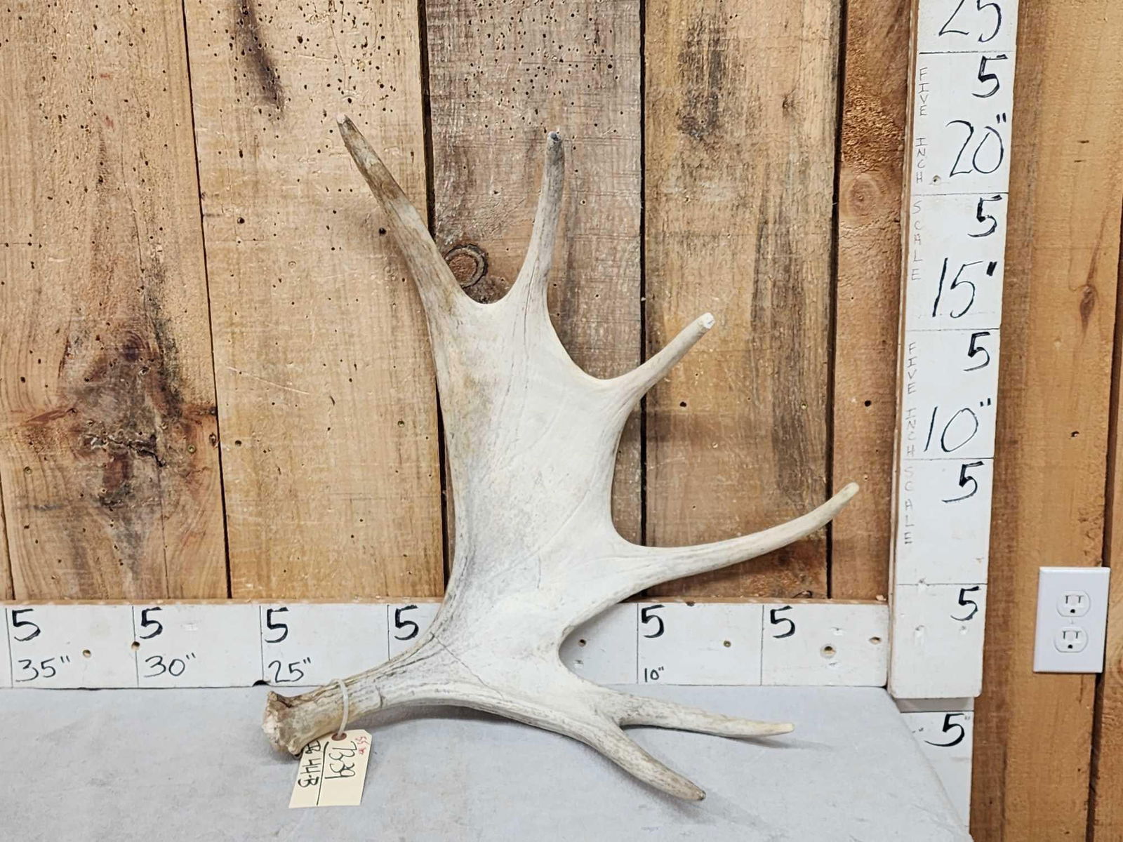 5.5 Lbs Moose Shed Antler (1 of 3)