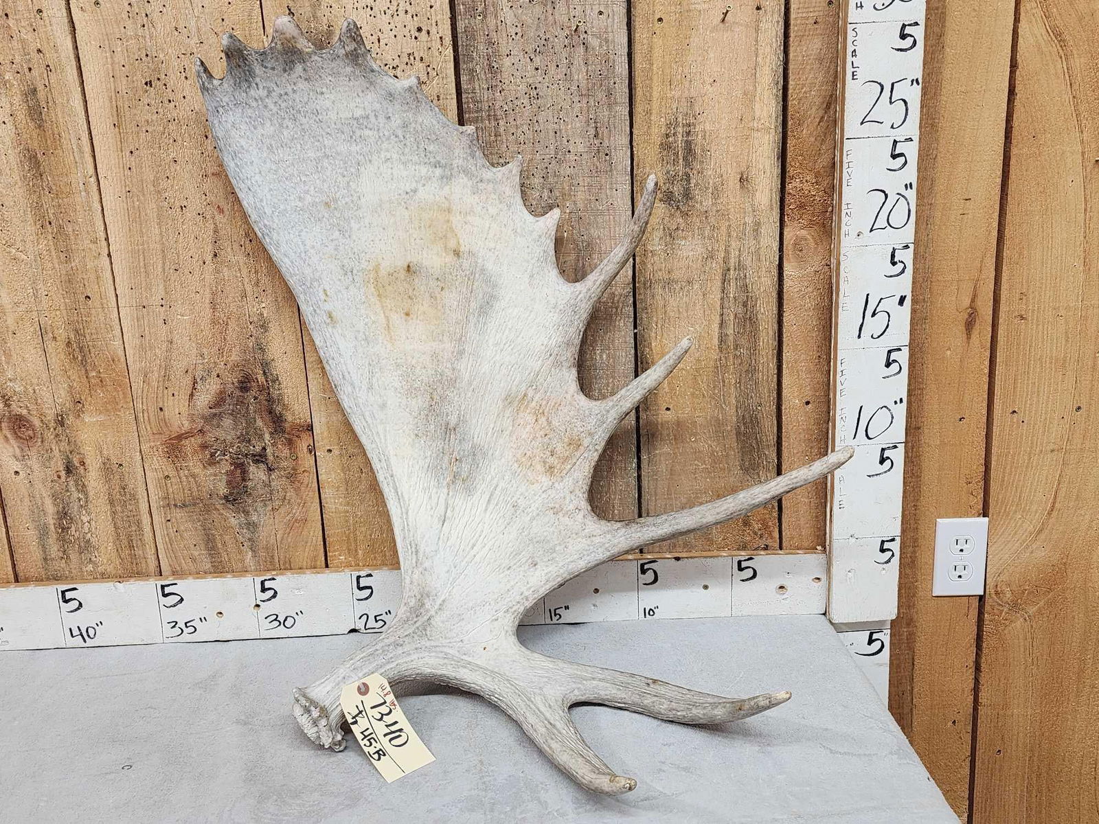 14.8 Lbs Moose Shed Antler (1 of 3)