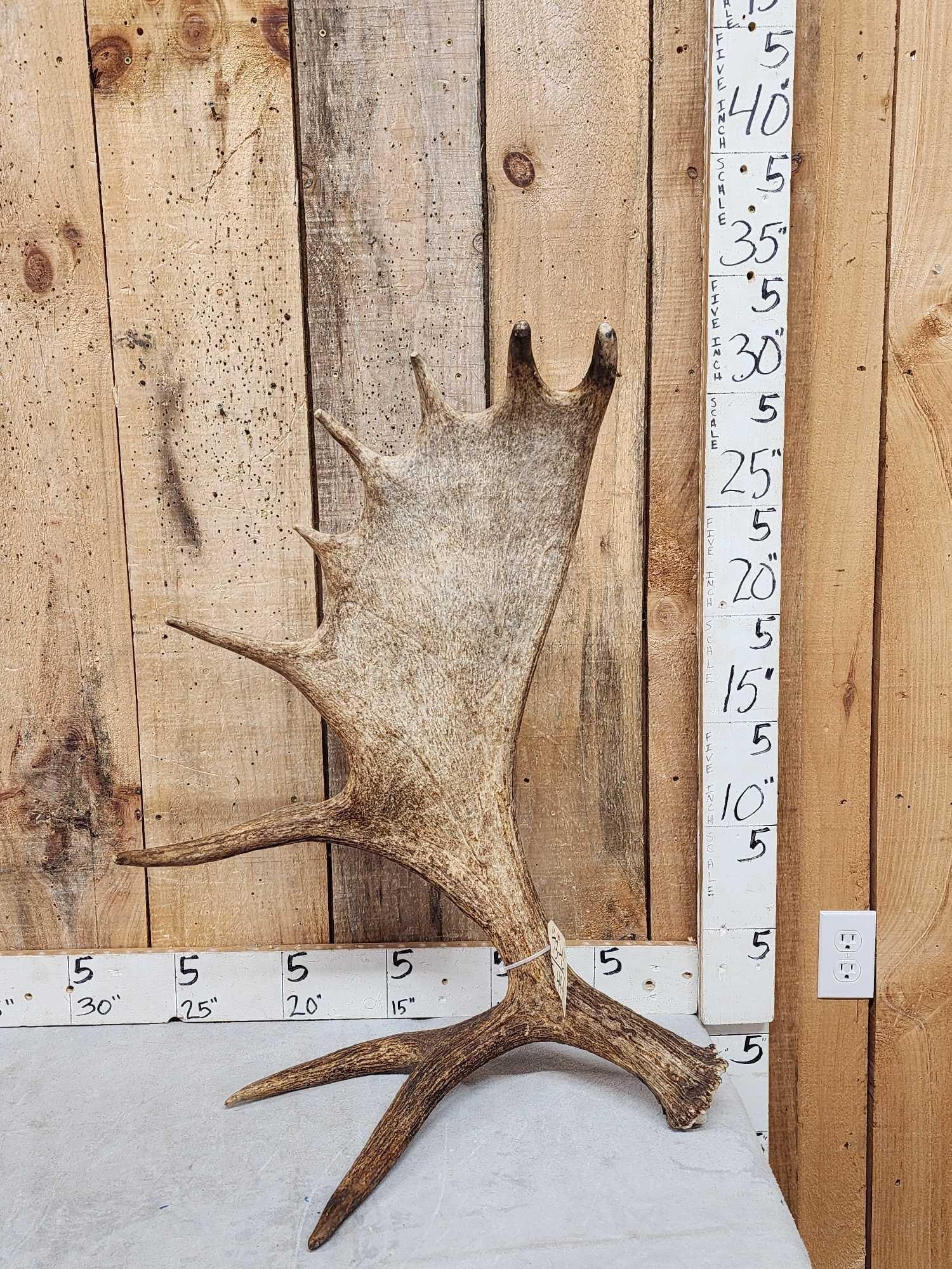11.5 Lbs Self Standing Moose Shed Antler (1 of 4)