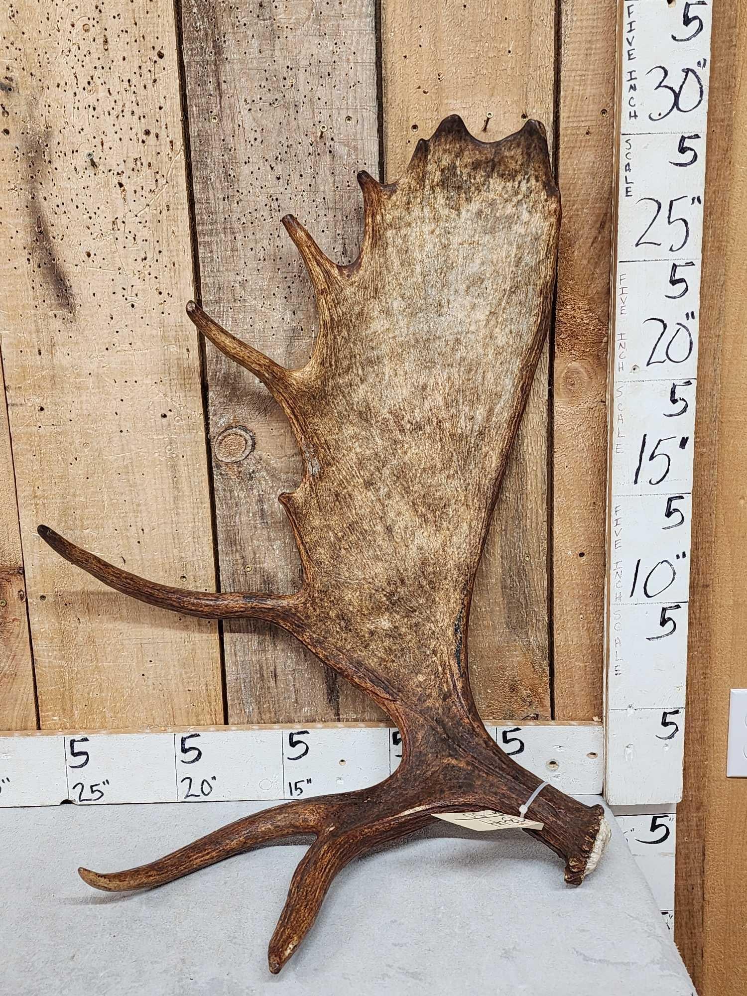 12 Lbs Moose Shed Antler: 73.44 Awesome color long tines