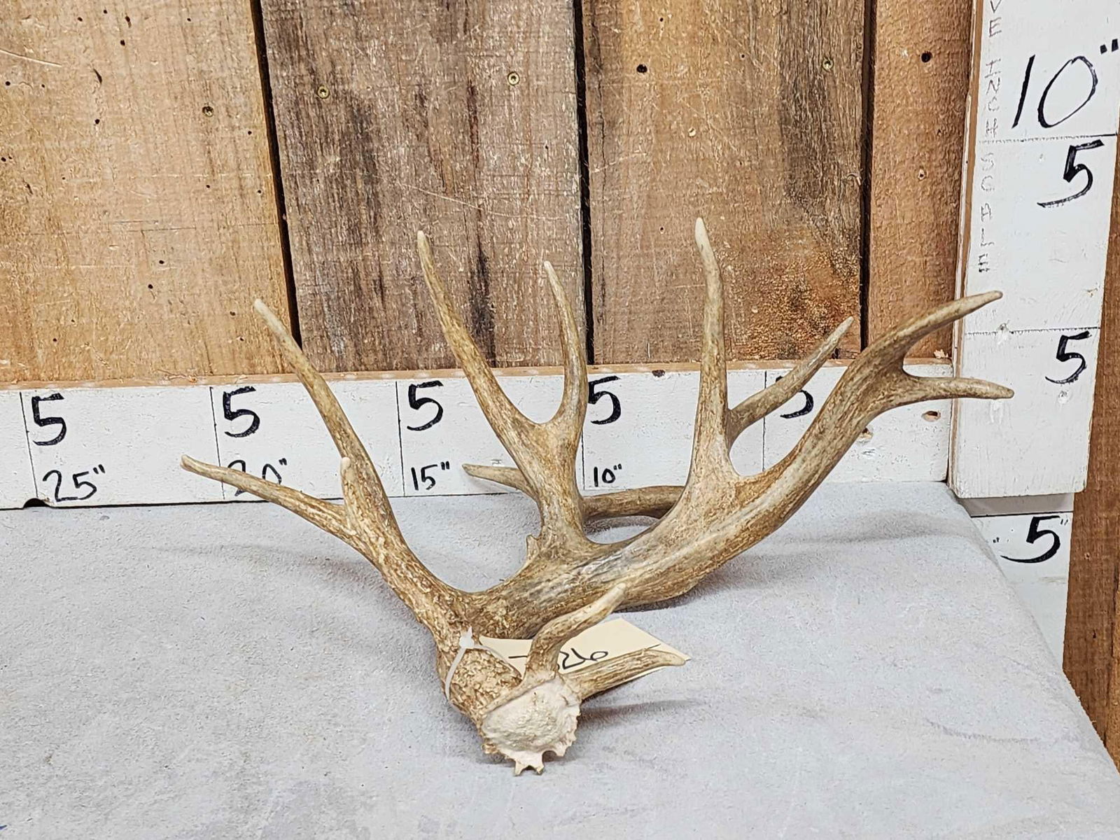 Big 14 Point Whitetail Shed Antler (1 of 6)