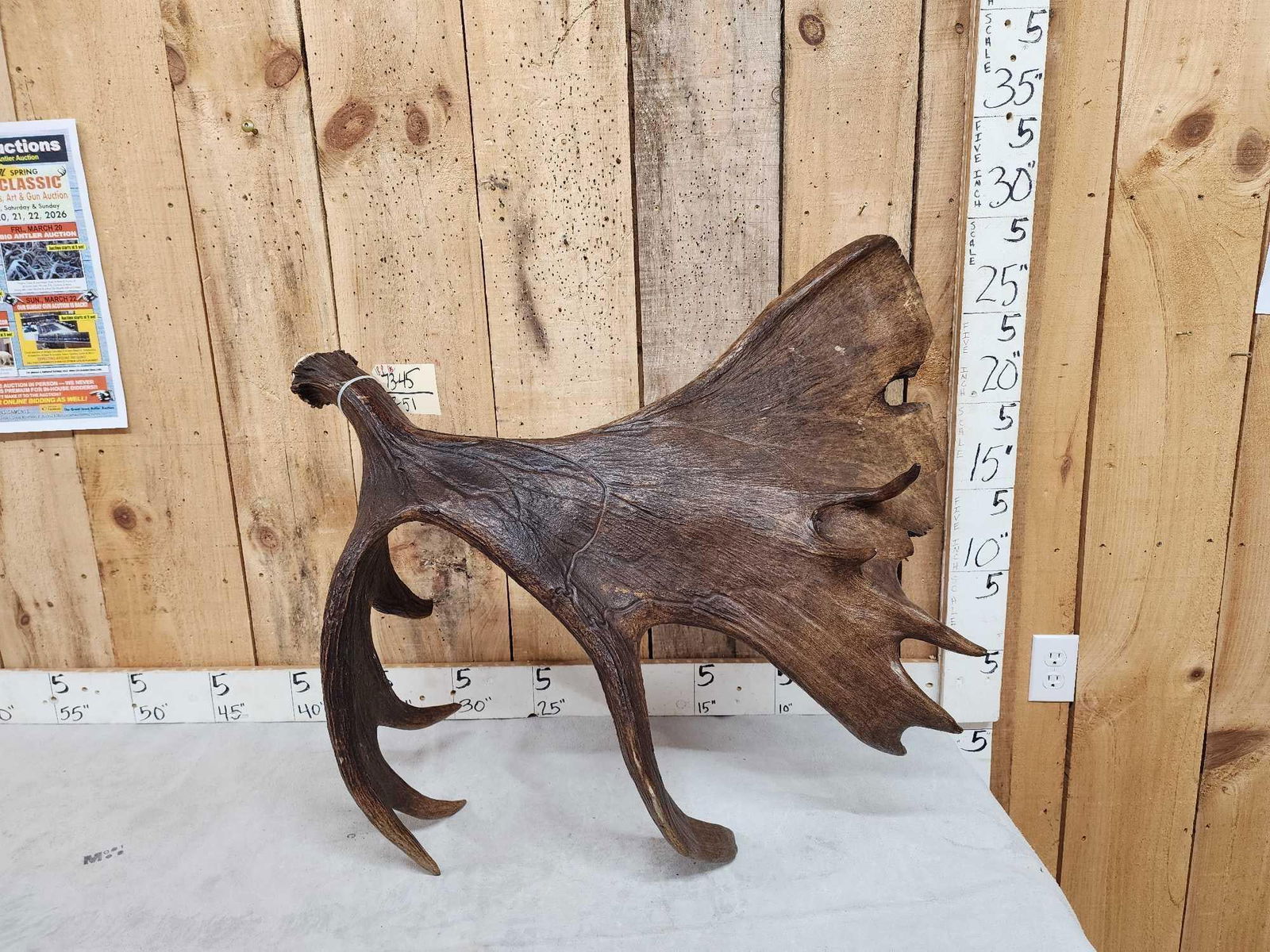 SPECTACULAR 18.8 Lbs Self Standing Moose Shed Antler: 73.45 Unbelievable color huge palm big front with droptines GORGEOUS shed !