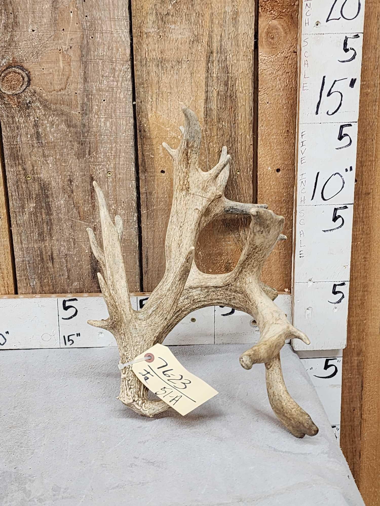 Big Heavy Mass Nontypical Whitetail Shed Antler (1 of 5)