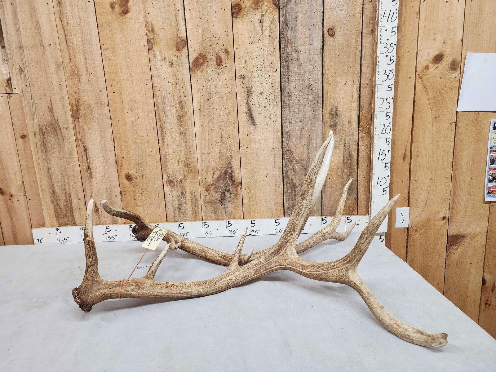 6x6 Elk Shed Antler Set (1 of 5)