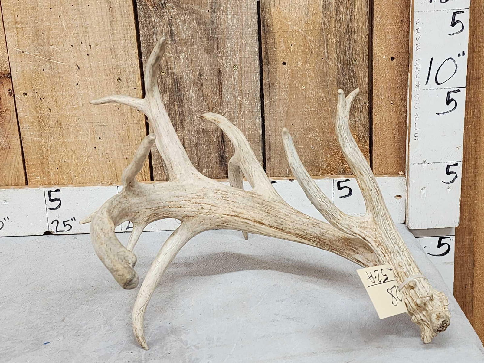 Big 15 Point Whitetail Shed Antler (1 of 5)