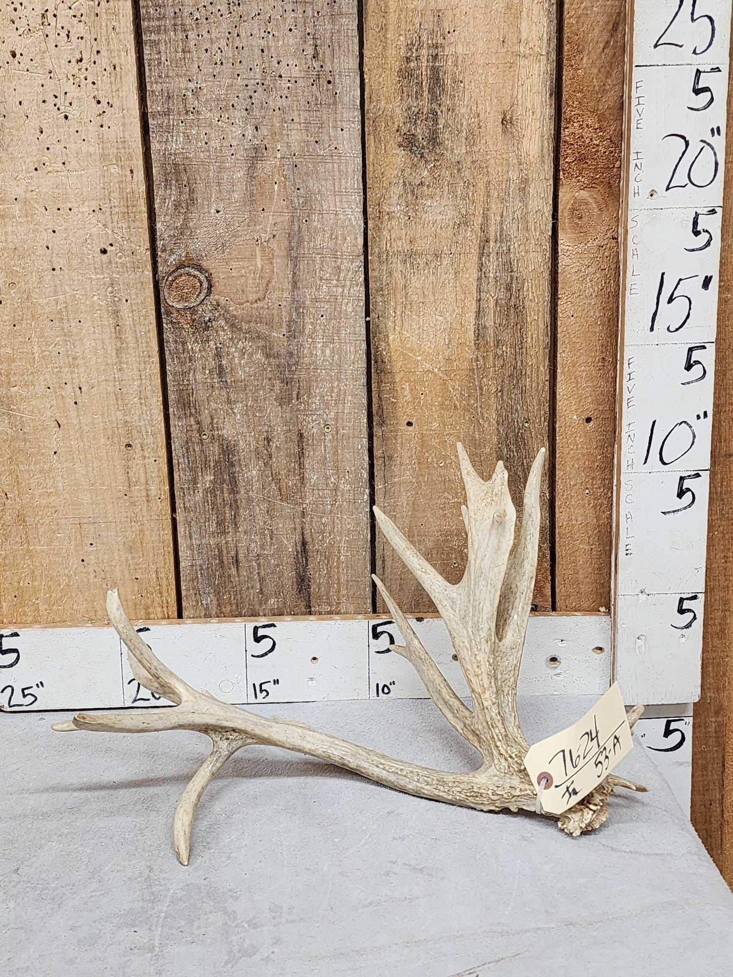 17 Point Whitetail Shed Antler (1 of 5)