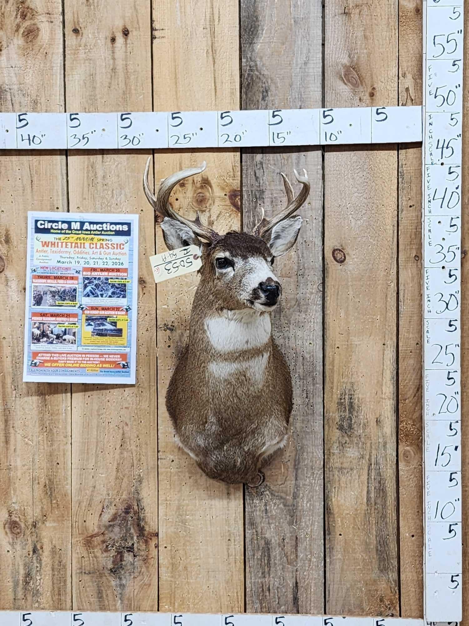 3x4 Sitka Blacktail Shoulder Mount Taxidermy: 50.53 Cool mount double throat patch cape great antler color