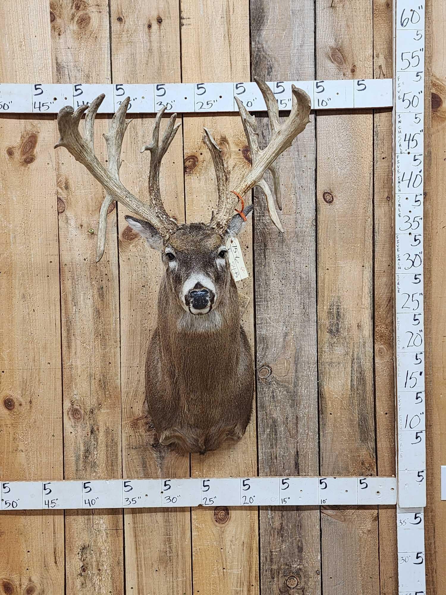 Spectacular Triple Droptine Whitetail Shoulder Mount Taxidermy (1 of 9)