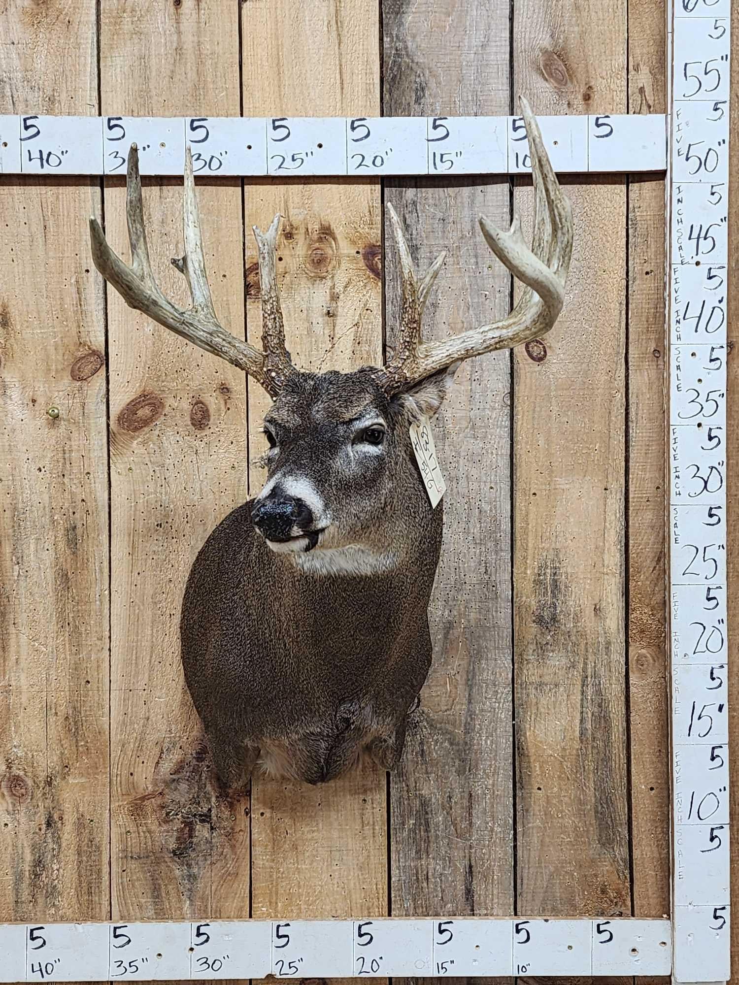 160" Main Frame 4x5 Whitetail Shoulder Mount Taxidermy: 83.17 Brand new mount great Taxidermy Artwork pretty piece