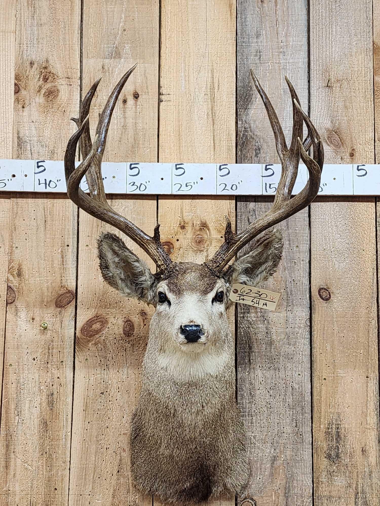Vintage High 180 Class Mule Deer Shoulder Mount Taxidermy (1 of 3)