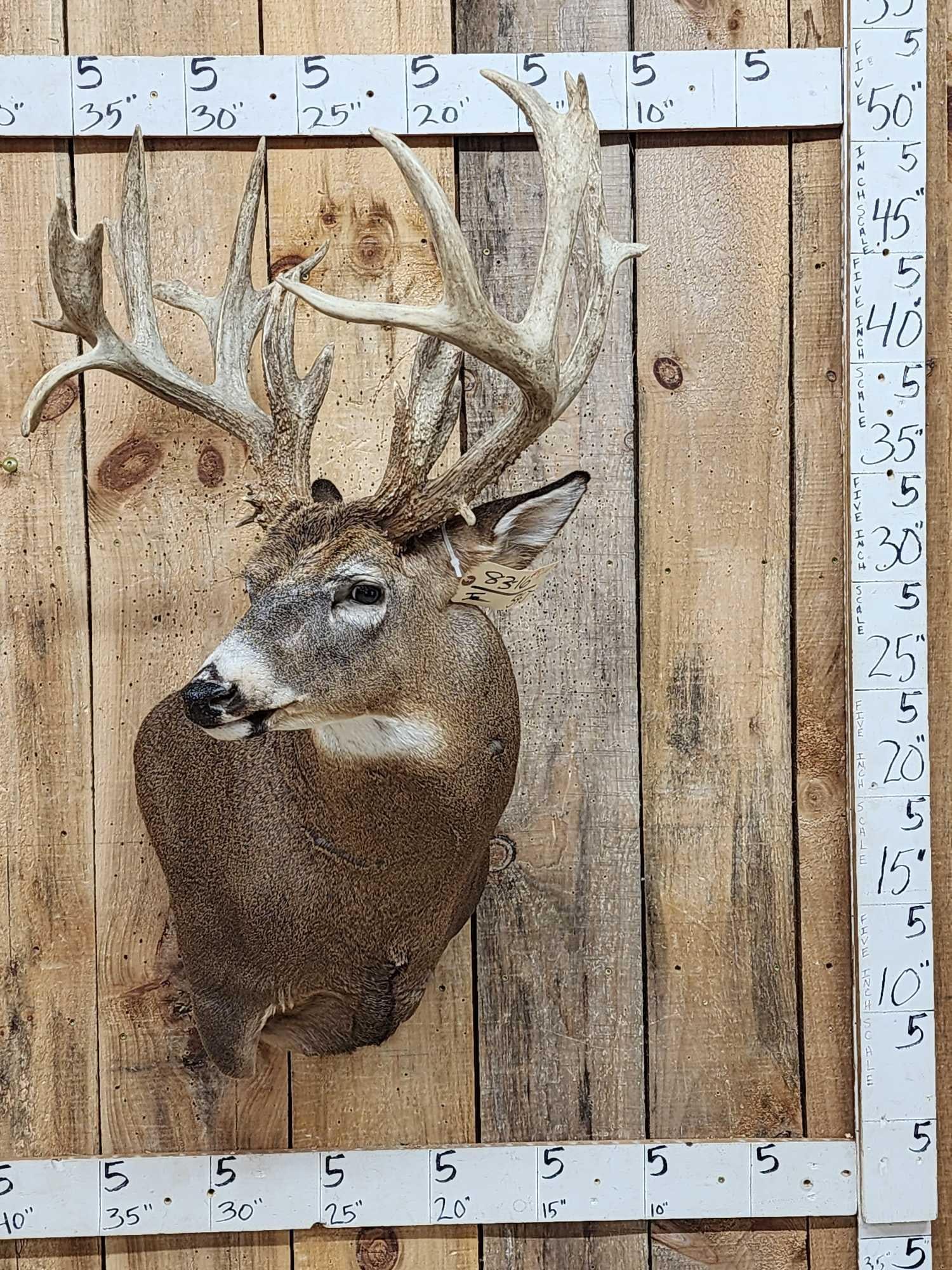240" Nontypical Whitetail Shoulder Mount Taxidermy (1 of 9)