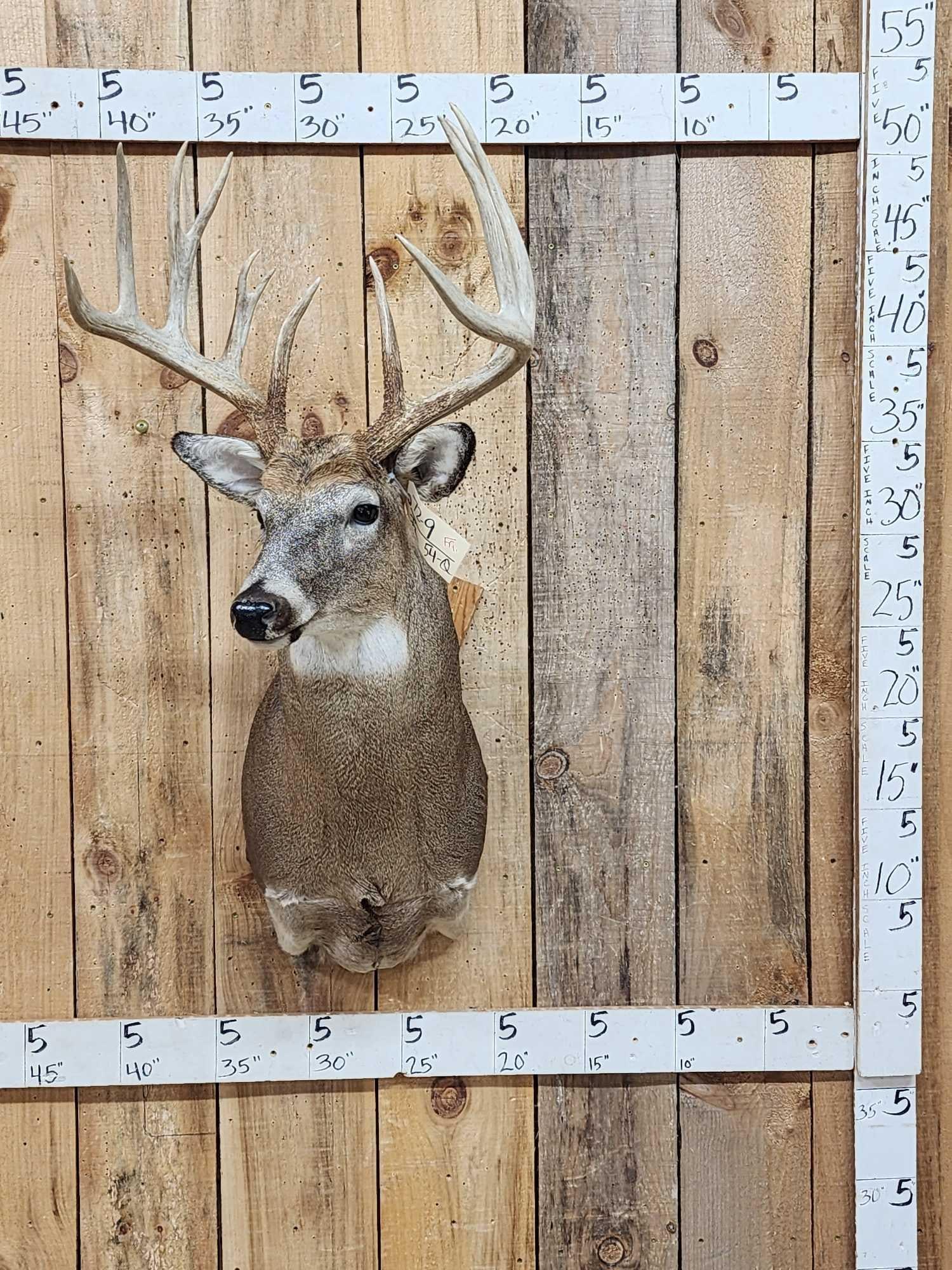 Mid 170 Class Wild Whitetail Shoulder Mount Taxidermy (1 of 8)