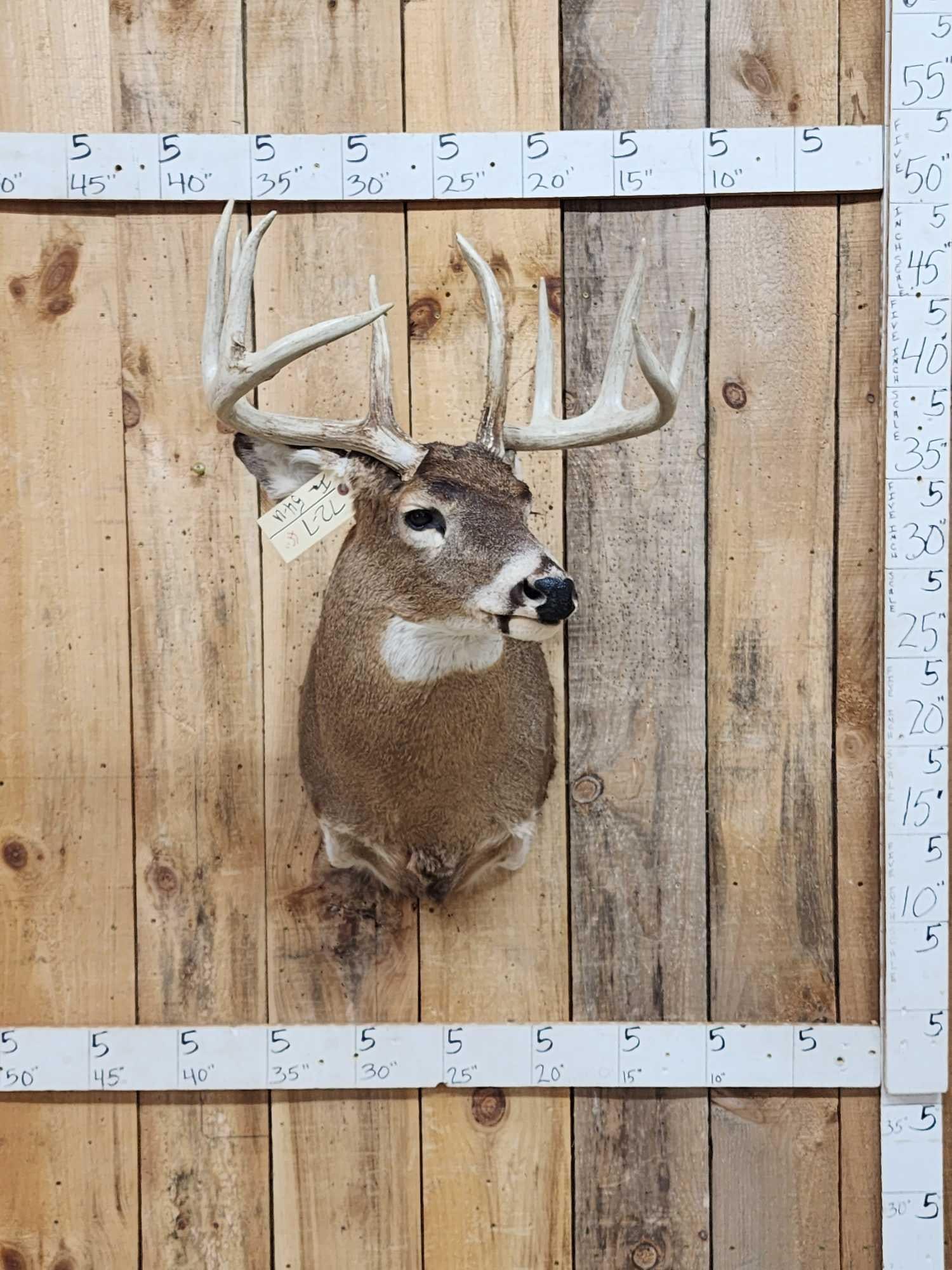 Nice Wild 5x5 Whitetail Shoulder Mount Taxidermy (1 of 7)