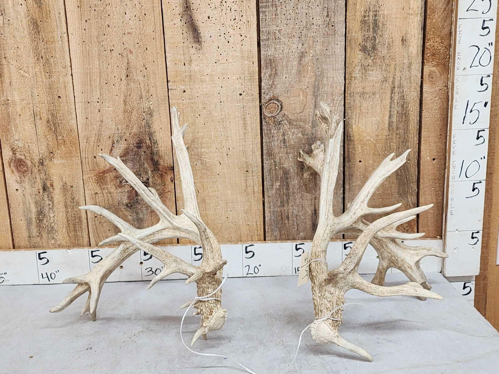 Set Of Big Nontypical Whitetail Shed Antlers (1 of 5)
