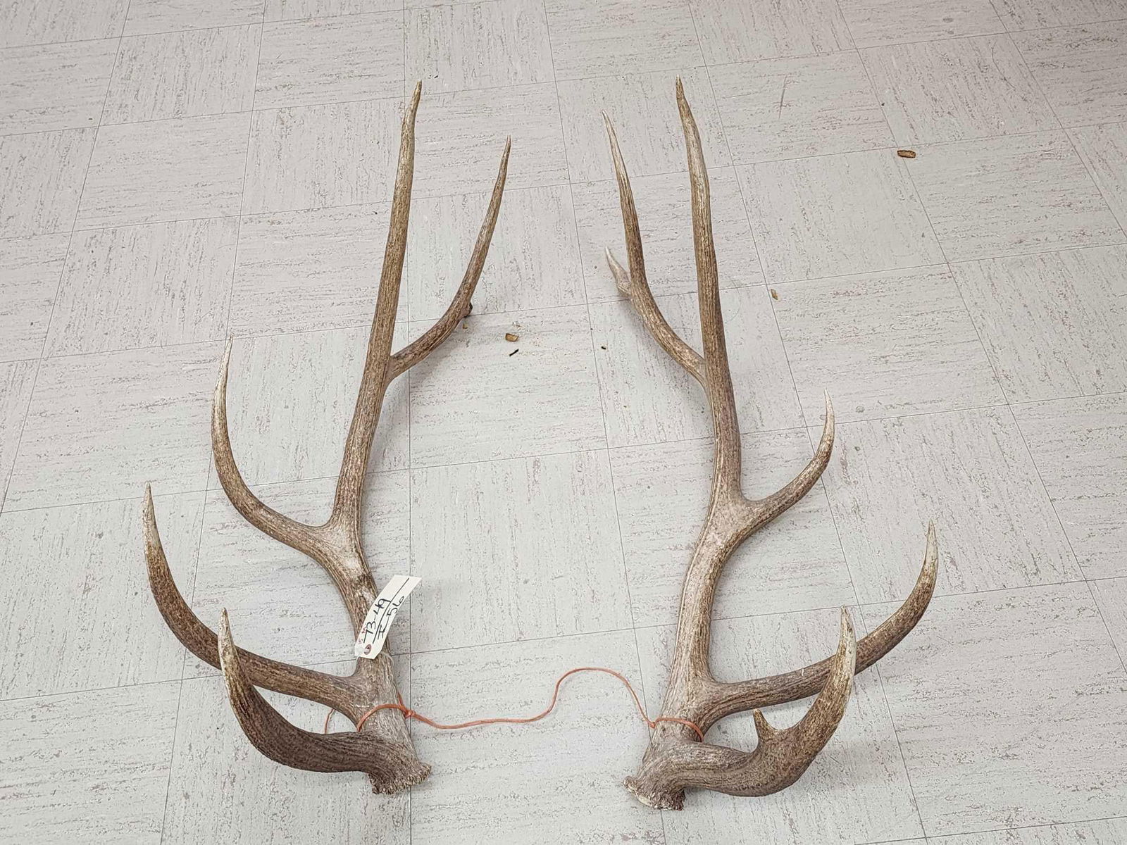 Set Of 6x6 Elk Antlers (1 of 5)