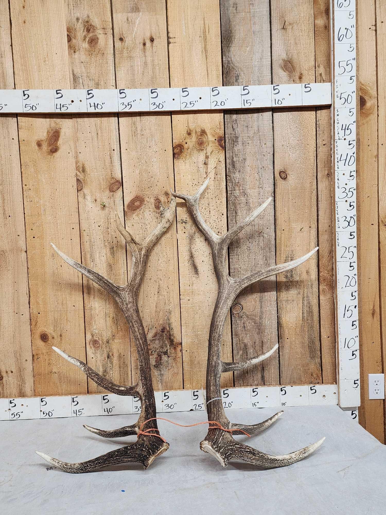 Set Of 7x7 Elk Shed Antlers (1 of 6)