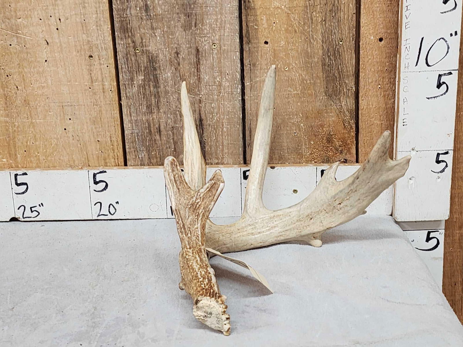 Main Frame 6 Point Whitetail Shed Antler (1 of 4)