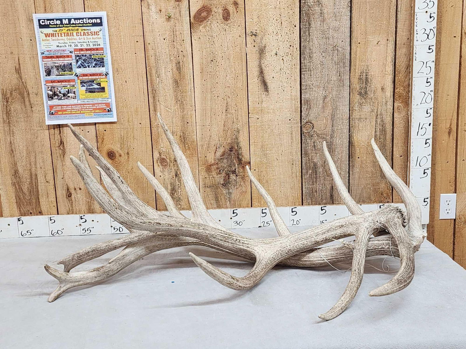 MONSTER Set Of 37.9 Lbs Elk Shed Antlers (1 of 6)