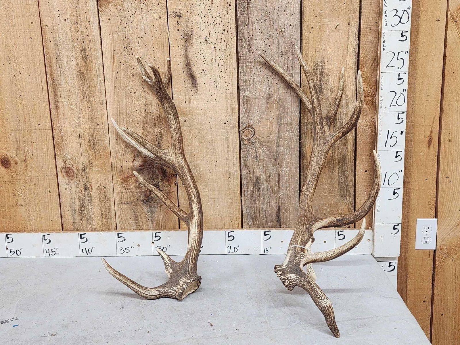 Set Of Elk / Red Stag Cross Shed Antlers: 62.54 Awesome look great color 10.6 Lbs