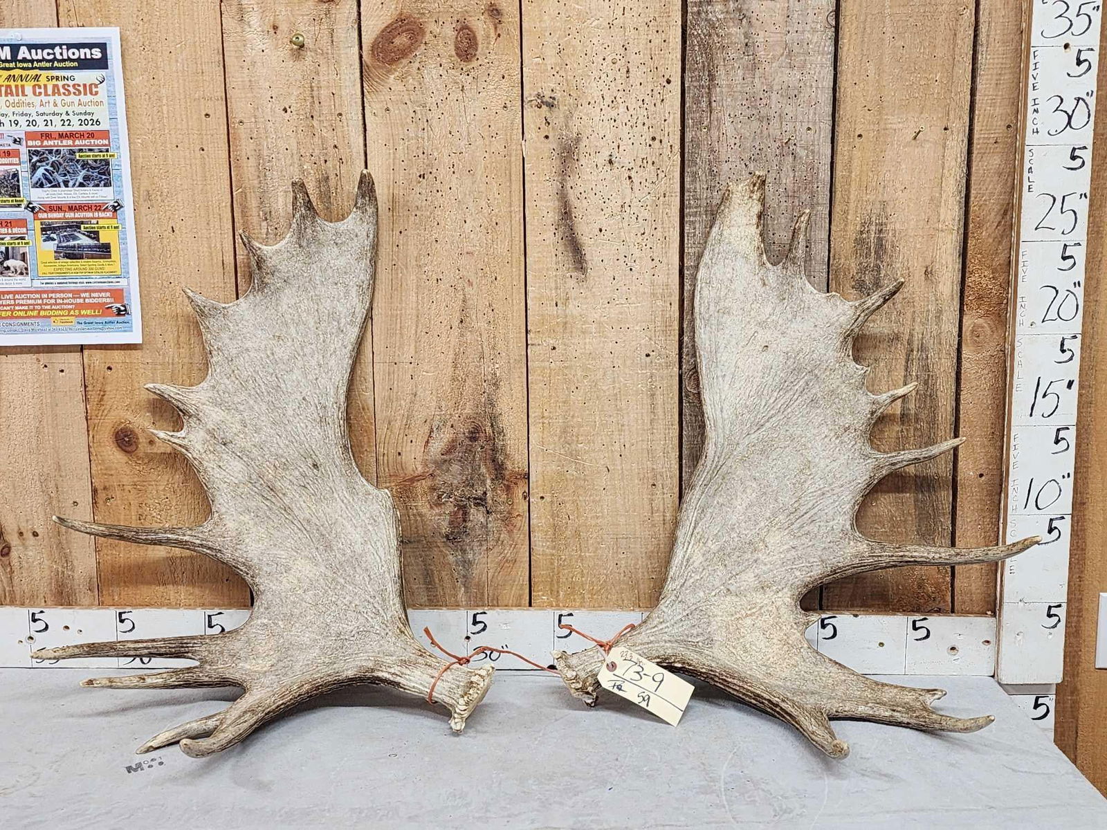 Set Of 23.3 Lbs Moose Shed Antlers (1 of 8)
