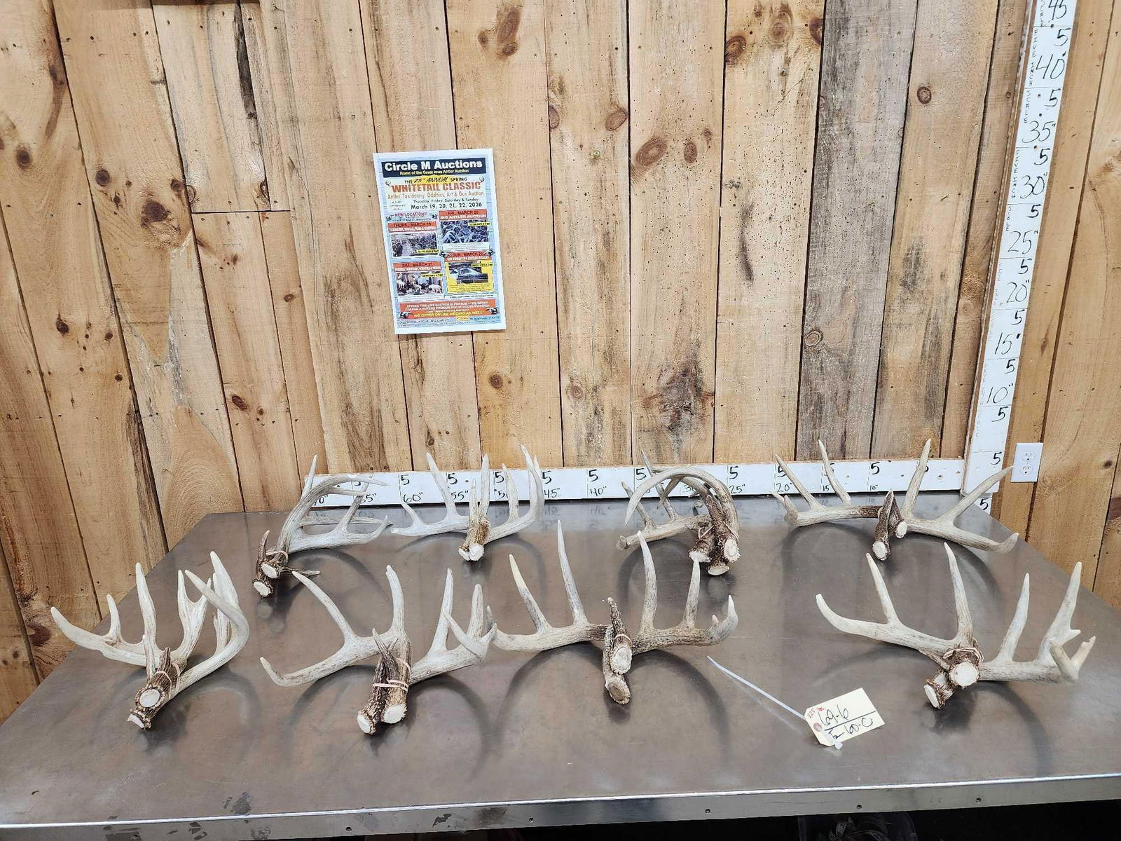 22.5 Lbs Of Whitetail Shed Antlers: 69.6 Mostly sets all good color with some chews