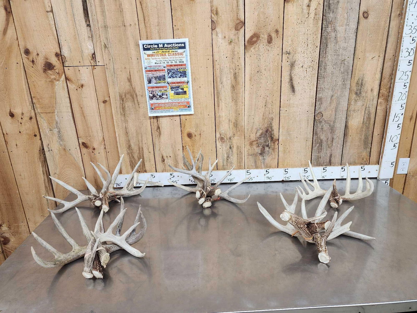 19.4 Lbs Of Whitetail Shed Antlers: 69.7 Grouped in consecutive sheds from5 different deer good color all around no chews 16 sheds total